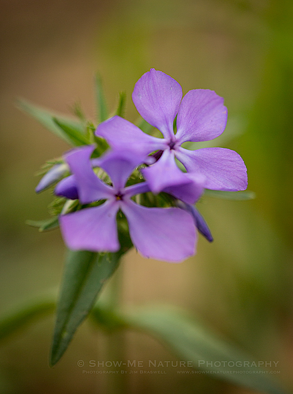 Blue Phlox wildflower