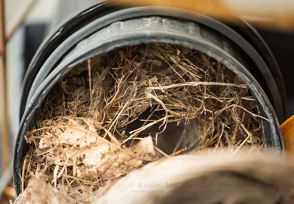 Carolina Wren nest