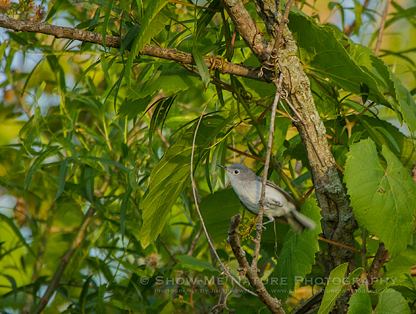 Blue-gray Gnatcatcher forages among the trees