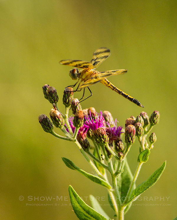 Halloween Penant Dragonfly on Ironweed wildflower