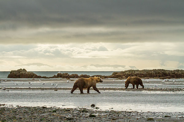 Brown Bears on the Hallo Bay coast