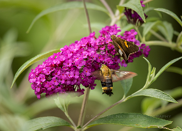 Clearwing Hummingbird Moth and Silver-spotted Skipper