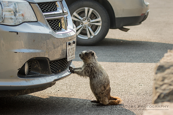 Hoary Marmot checking out a car