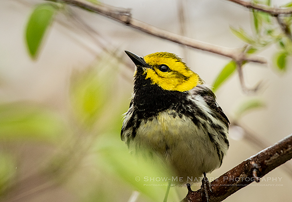 Cape May warbler, male