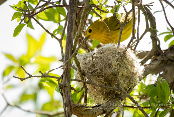 Yellow Warbler at nest