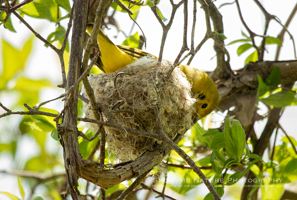 Yellow Warbler working on nest