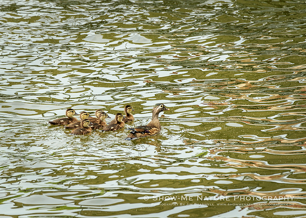 Wood Duck hen and spring ducklings