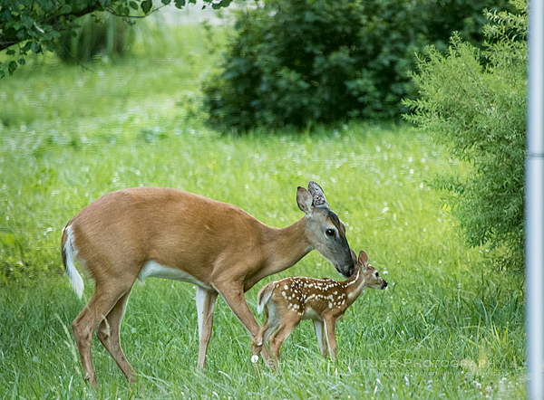 White-tailed Doe and Fawn
