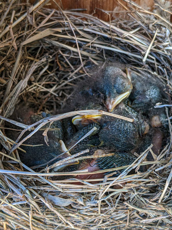 One-week old baby Eastern Bluebirds