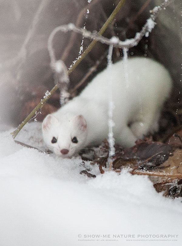 Short-tailed Weasel in the snow