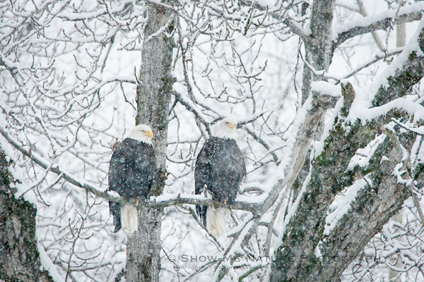 Bald Eagles in the snowy landscape