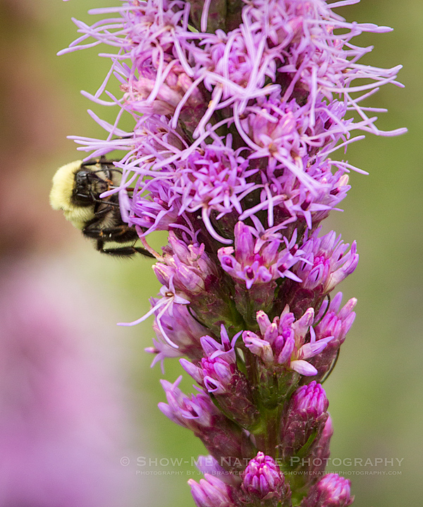 Bumble Bee foraging on a Blazing Star (Liatris) wildflower
