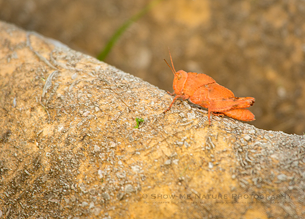 Clay-red colored Grasshopper