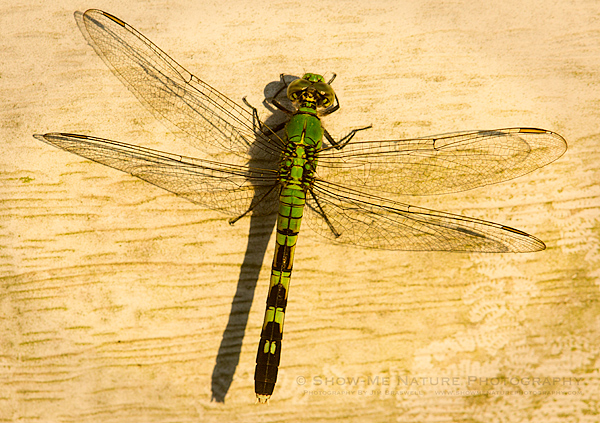 Female Eastern Pondhawk dragonfly