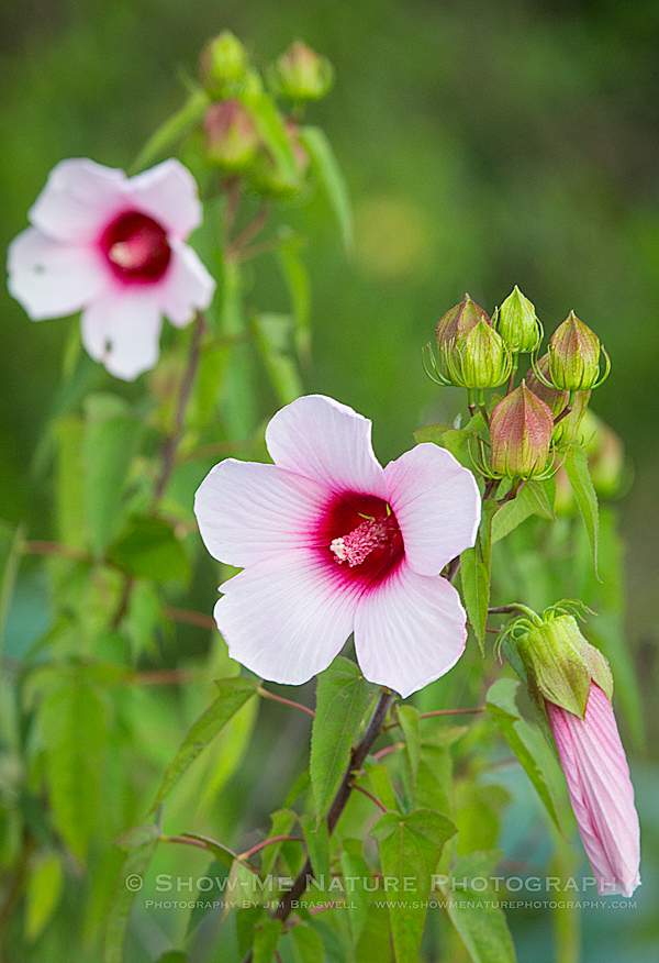 Rose Mallow wildflower