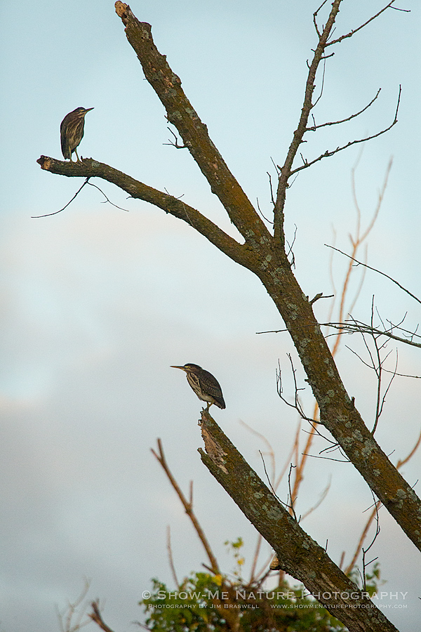 Green Herons in a tree, just as the sun rises