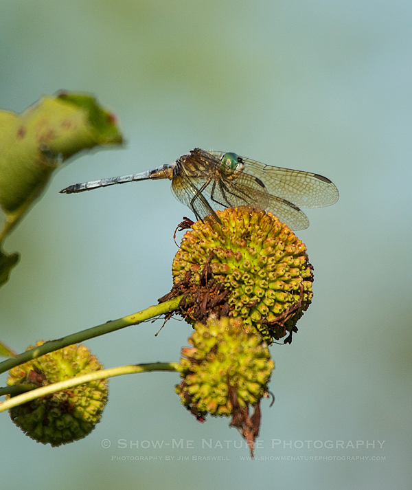 Male Eastern Pondhawk dragonfly
