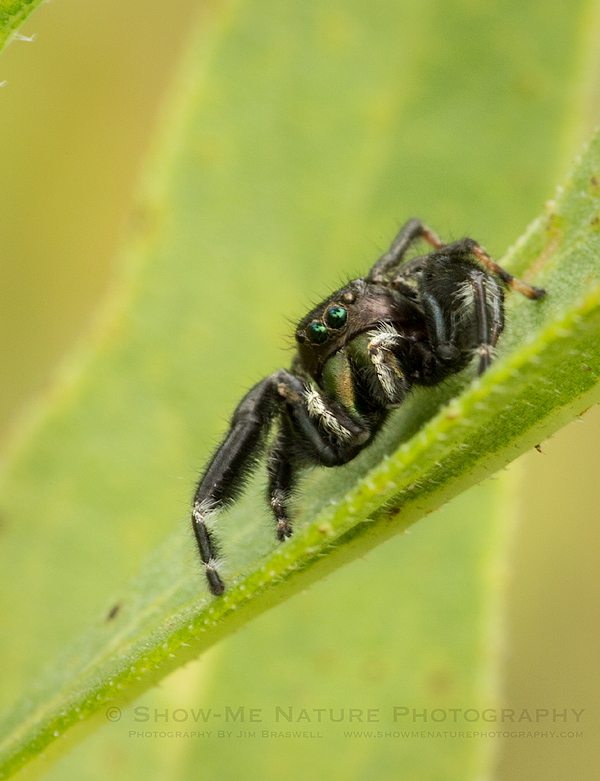 Jumping Spider on the prairie