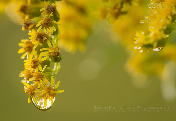Goldenrod wildflower with dewdrop