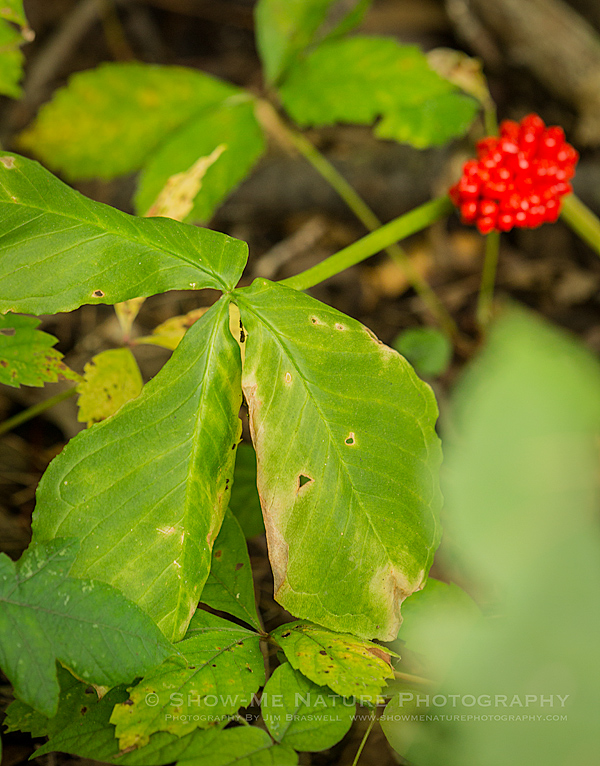 Jack-in-the-Pulpit wildflower fruit