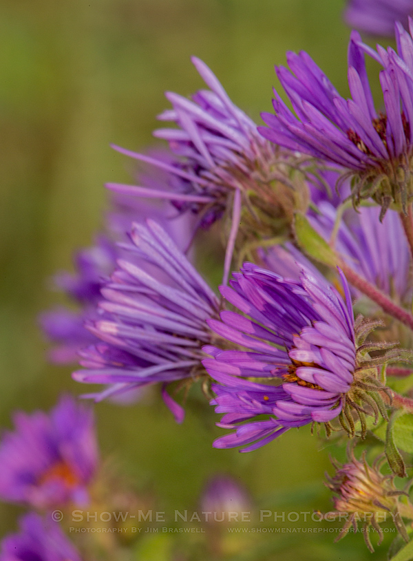 Purple Aster wildflower