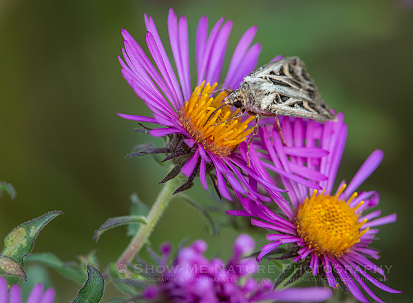 Moth on Purple Aster