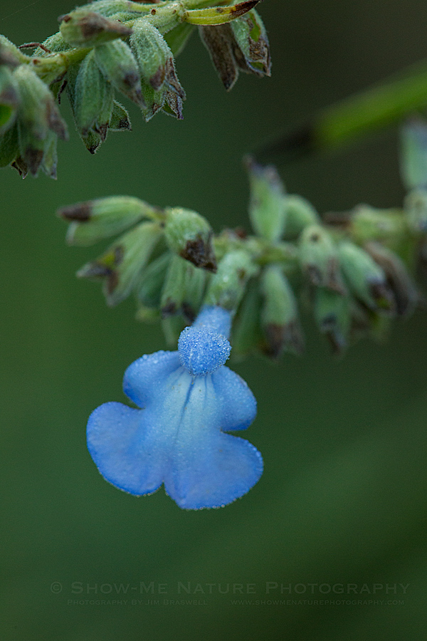 Blue Salvia wildflower