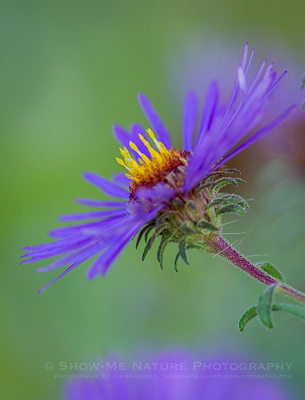 Purple Aster wildflower in fall colors