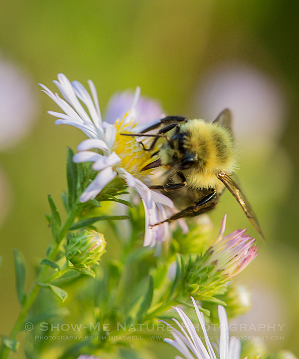 Bumble Bee on Fleabane