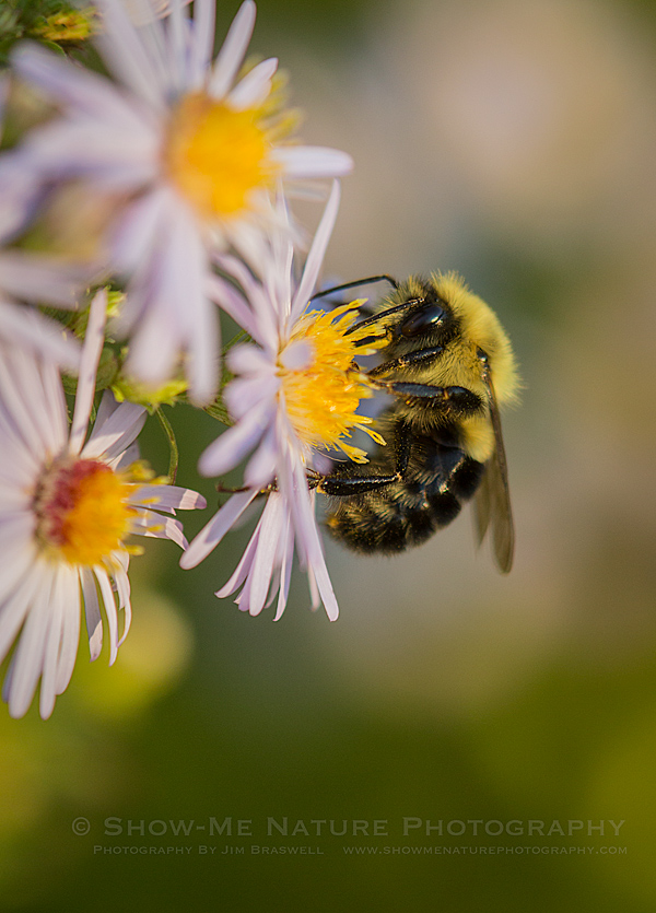 Bumble Bee on Fleabane
