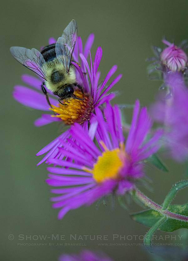 Bumble Bee on Aster