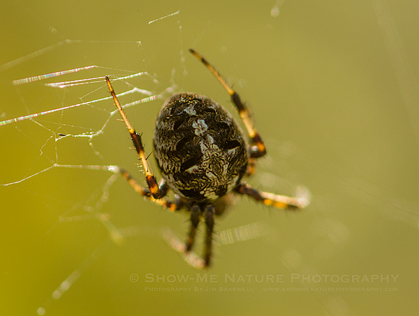 Orb Spider on web