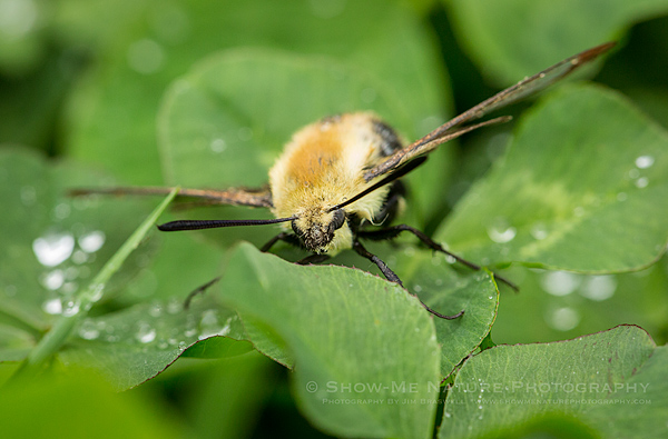Clearwing Moth on wet clover