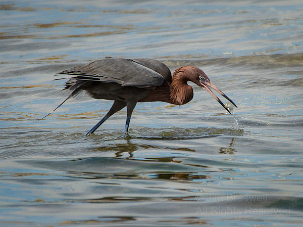 Reddish Egret with a small fish