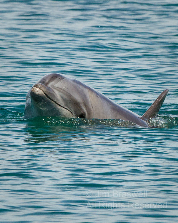 Bottle-nose Dolphin emerges from the Sea of Cortez (Baja, Mexico)