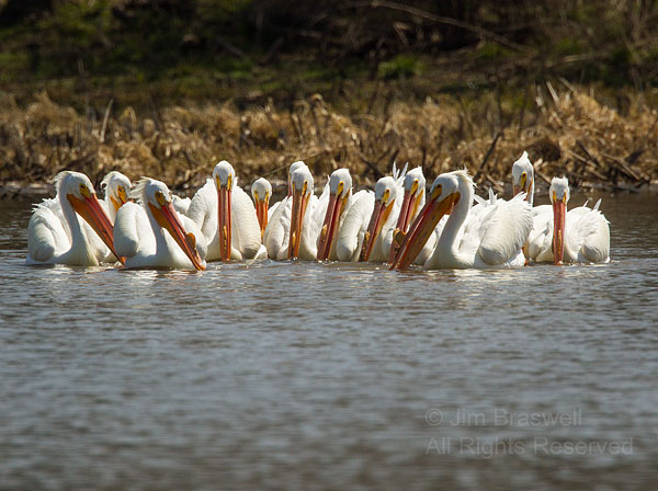 American White Pelicans feeding