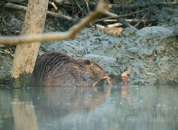 Adult Beaver snacking on a branch