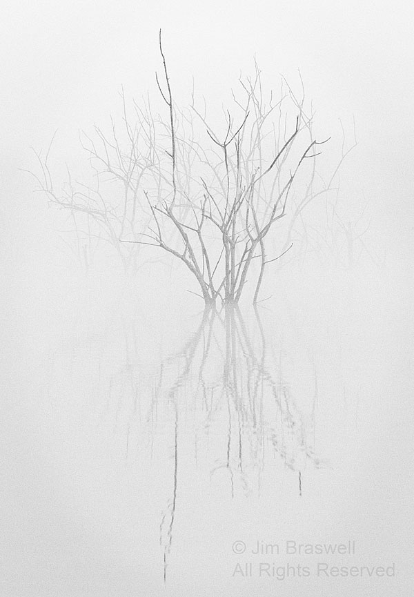 Dead tree in the fog