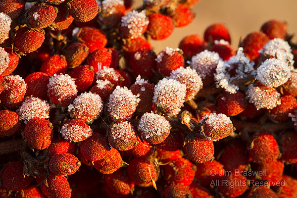 Sumac seedhead with frost