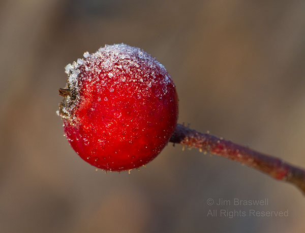 Berry with frost