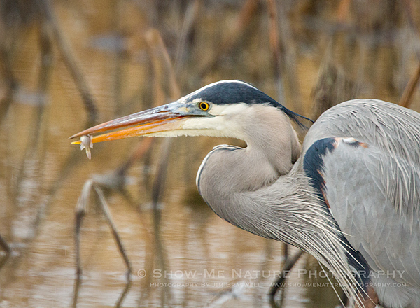Great Blue Heron with small minnow