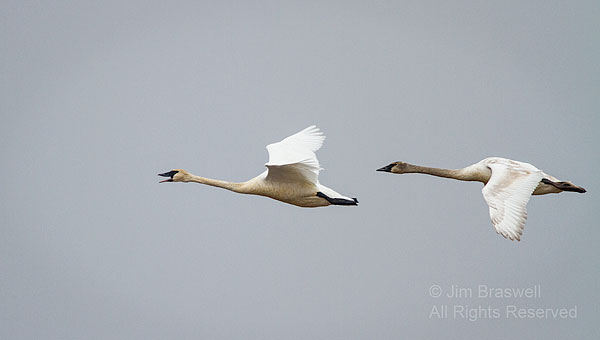 Trumpeter Swans flying across the refuge waters