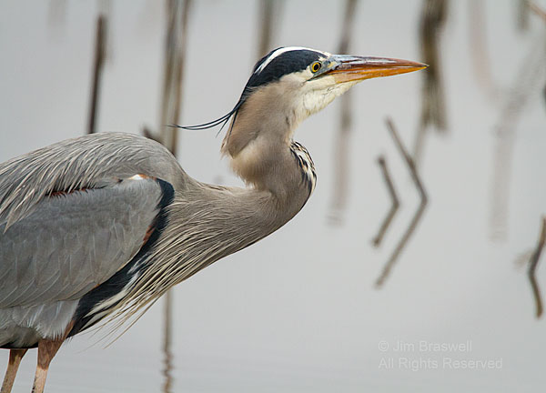 Great Blue Heron finishes a fish meal