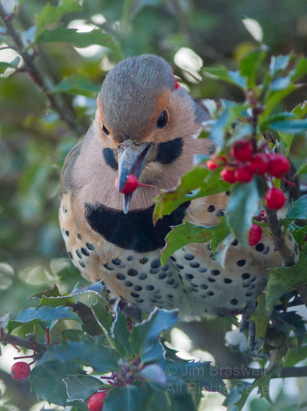 Norther Flicker male, with holly berry in mouth
