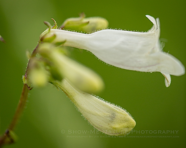 Spiked Lobelia wildflower
