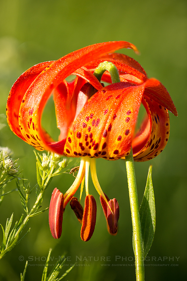 Michigan Lily wildflower