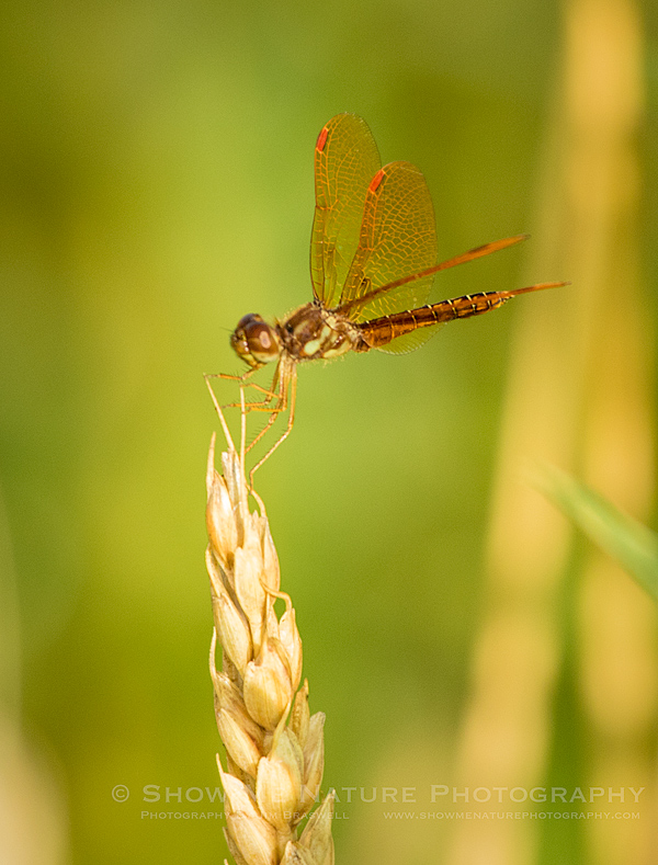 Male Eastern Amberwings dragonfly
