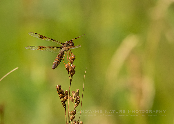 Female Eastern Amberwings dragonfly