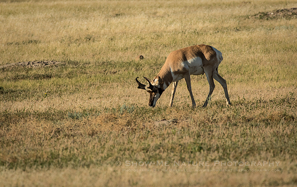 Pronghorn Antelope grazing on the prairie