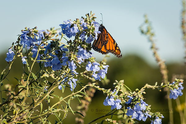 Monarch butterfly on Blue Sage